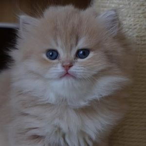 Meet your Posher, Alexa